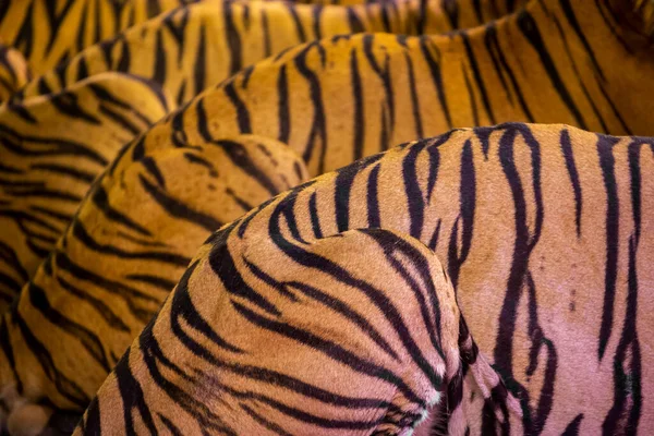 Patrón Piel Tigre Colorido Para Fondo — Foto de Stock