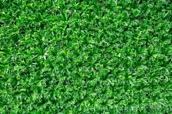 Patterned Vertical Garden Green Plants — Stock Photo, Image