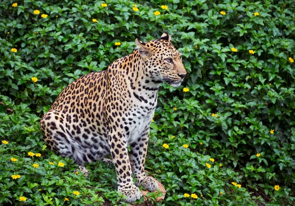 Jaguar Doğal Atmosferde Dinleniyor — Stok fotoğraf