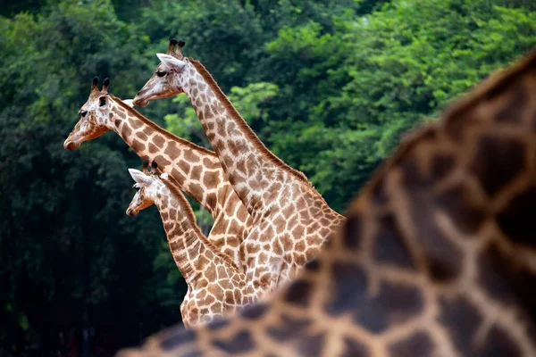 Семья Жирафов Природе — стоковое фото