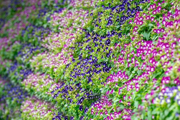 stock image Patterned vertical landscaping in the park.