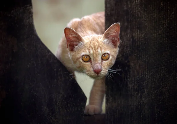 Сіамські Коти Діти Дивляться — стокове фото