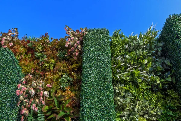 Dekorieren Sie Die Senkrechte Gartenmauer Sich Mit Der Natur Harmonisieren — Stockfoto