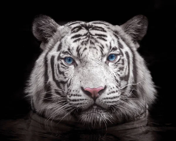 Cara Tigre Branco Siberiano Fundo Preto Fotos De Bancos De Imagens