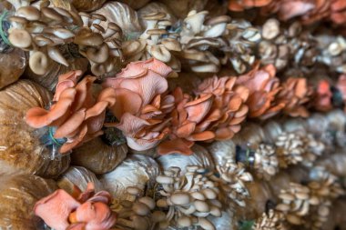 Yemek pişirmek için zehirli olmayan mantarlar..