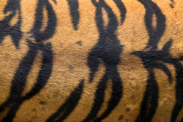 Patrones Coloridos Piel Tigre — Foto de Stock