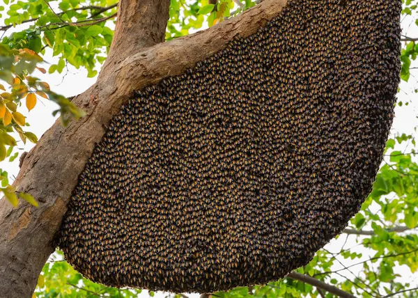 蜂と蜂の巣が木の上にぶら下がっている — ストック写真