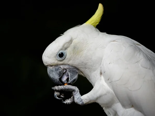 Cockatoo Λευκό Μαύρο Φόντο — Φωτογραφία Αρχείου