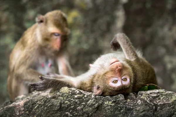 Famiglia Scimmie Natura — Foto Stock