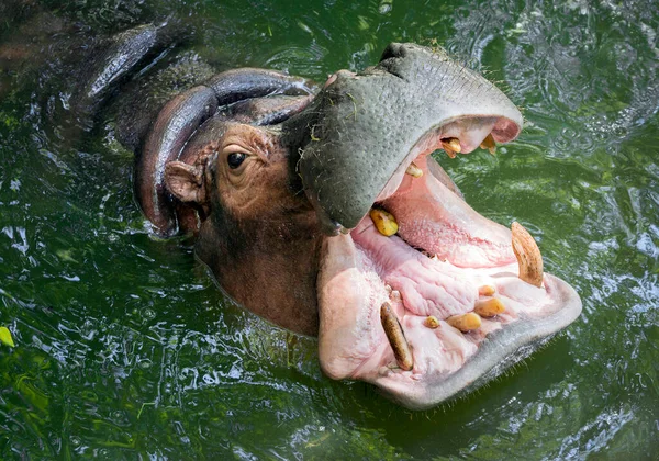 カバが水の中で口を開いている — ストック写真