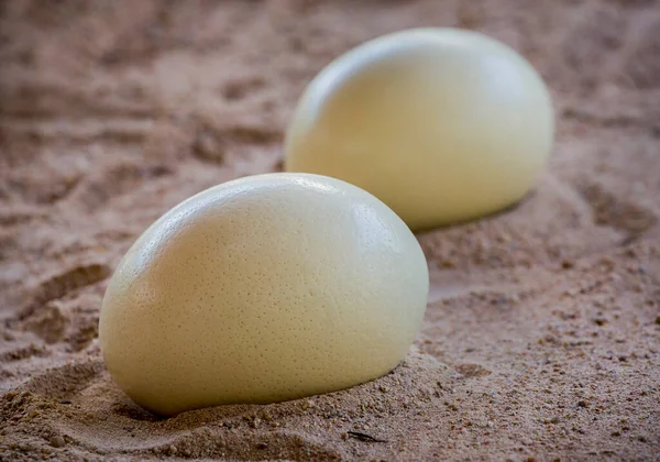 Kumsalda devekuşu yumurtaları.