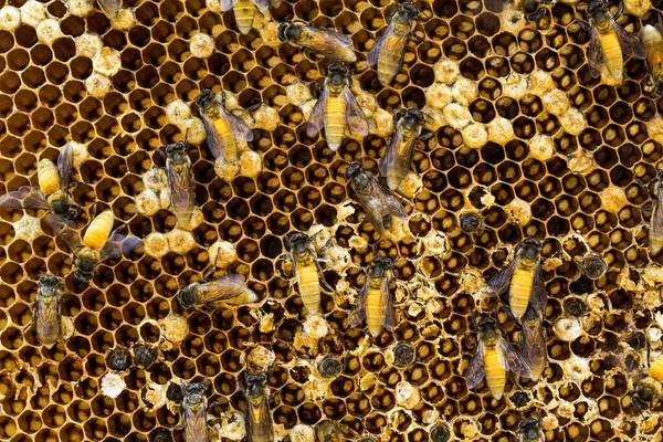 Arıların Arıların Renkli Desenleri — Stok fotoğraf