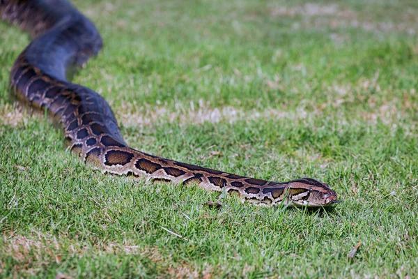 Python Está Descansando Sobre Hierba — Foto de Stock