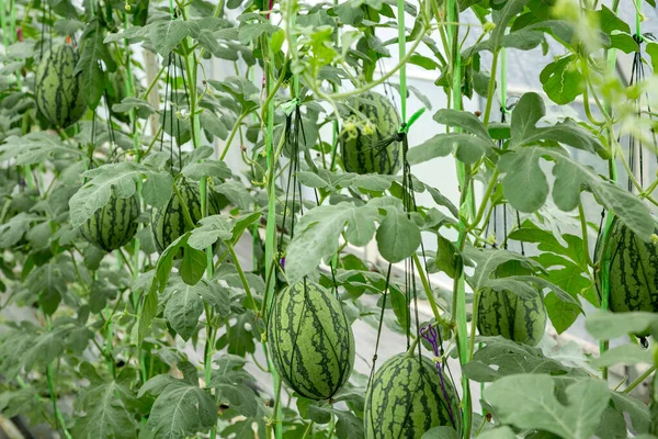 Färsk Vattenmelon Planteringsfältet — Stockfoto