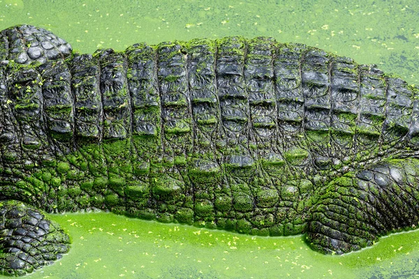 Modèle Peau Crocodile Dans Les Marécages — Photo