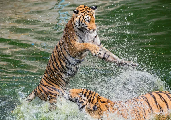 Asiatischer Tiger Spielt Wasser Hitze Lindern — Stockfoto