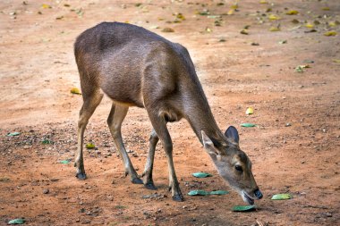 Asyalı geyikler doğada dinleniyor..
