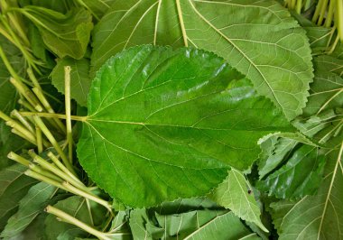 İpek böceği kültürü için taze dut yaprakları..