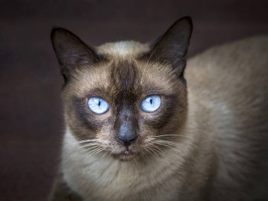 SIAMESE CAT 'in yüzü, (SEAL Noktası).