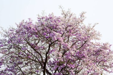 Renkli Tayland krep çiçekleri çiçek açıyor..