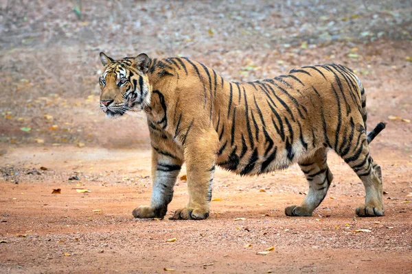 Tigre Riposo Piedi Atmosfera Naturale — Foto Stock