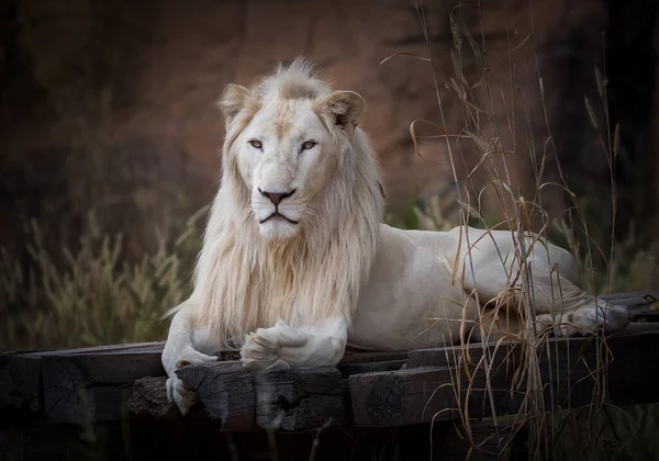 Männlicher Weißer Löwe Sitzt Natürlichen Wald — Stockfoto