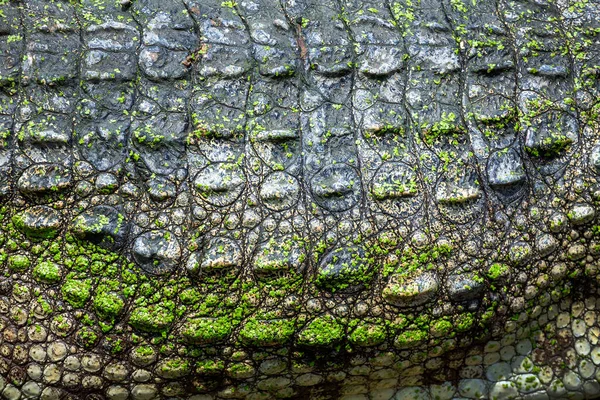 Peau Colorée Motifs Crocodiles Eau Douce — Photo