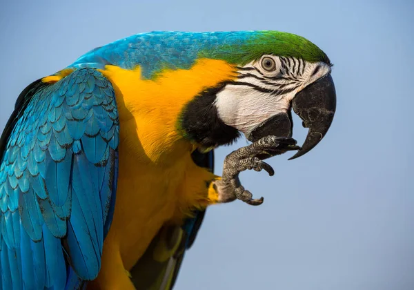 Color, action and happiness of macaw parrot.