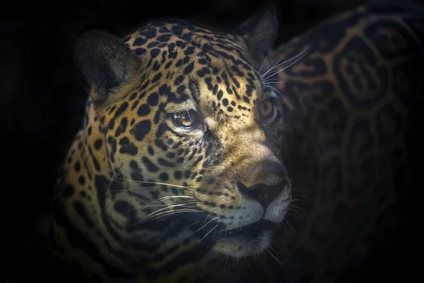 Visage Jaguar Regarde — Photo
