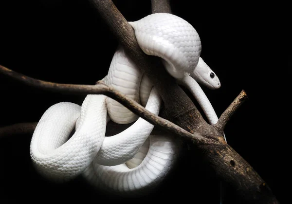 Weiße Schlange Ruht Auf Einem Ast — Stockfoto