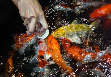 Koi balıkları için beslenme etkinlikleri.