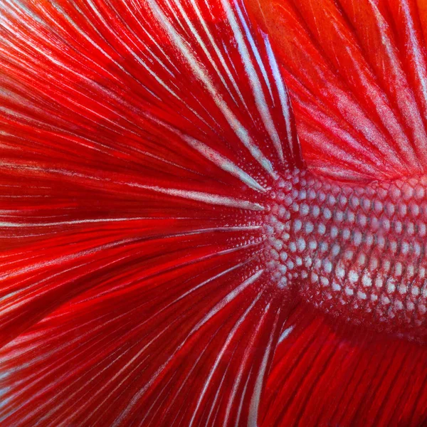 Texturen Und Farben Von Siamesischen Kampffischen — Stockfoto