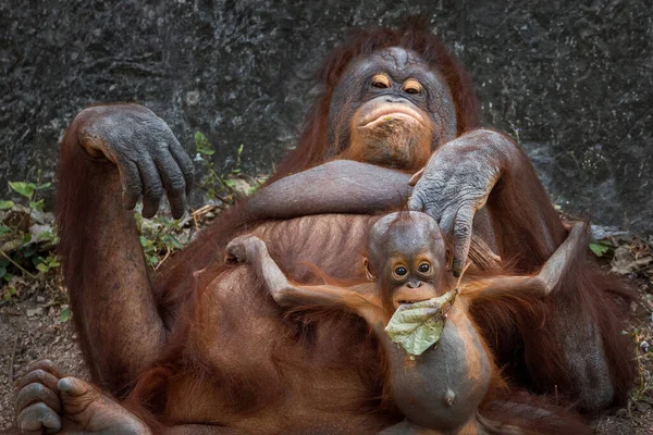 Orangutan Μητέρα Και Μωρό Αναπαύονται Στη Φύση — Φωτογραφία Αρχείου