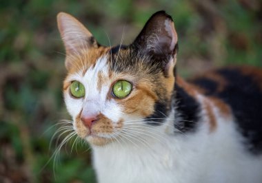 Renkli Siyam kedisi dik dik bakıyor.