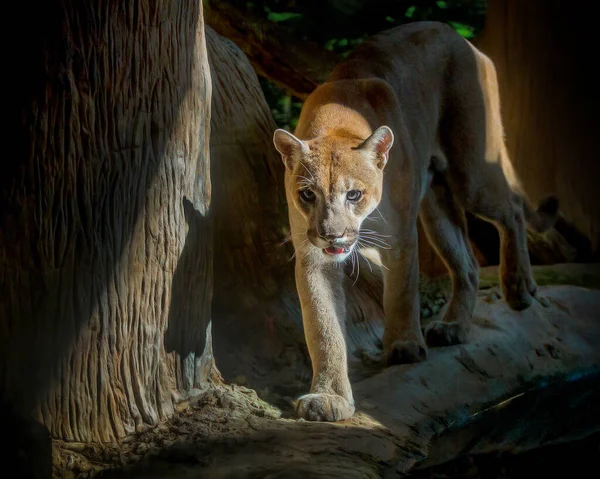 Puma Spaziert Der Wilden Natur — Stockfoto
