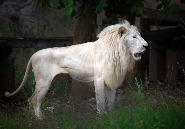 Leão Branco Descansando Natureza Selvagem — Fotografia de Stock