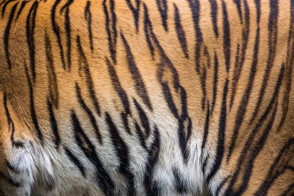 Barva Kůže Vzor Asijského Tygra — Stock fotografie