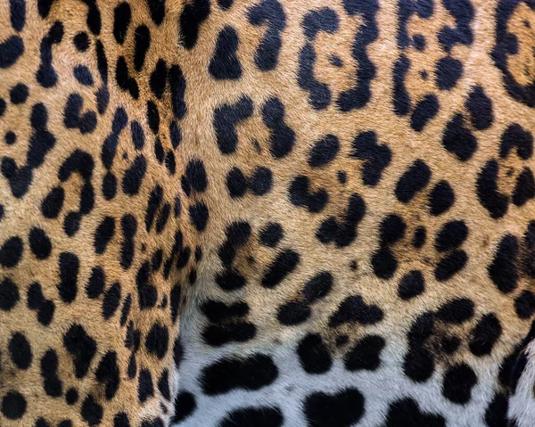Kleurrijk Luipaard Huidpatroon Voor Achtergrond — Stockfoto