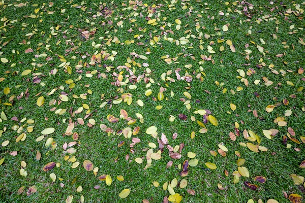 庭の草の上の落ち葉のパターン — ストック写真