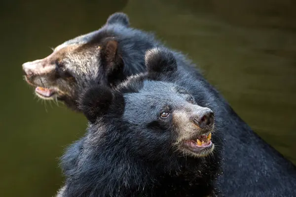 Urso Negro Asiático Família Ursus Thibetanus Natureza Imagens De Bancos De Imagens Sem Royalties