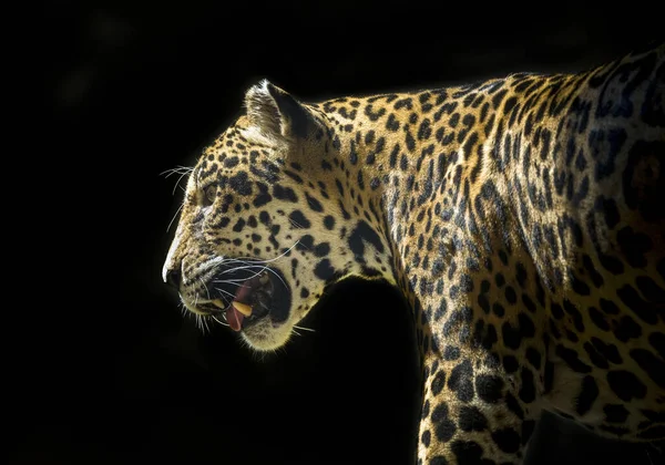 Jaguar on a black background.