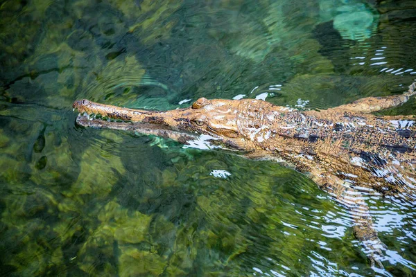 Malayan Gharial Floating Water — Stock Photo, Image