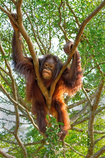 The orangutan is resting on the tree.