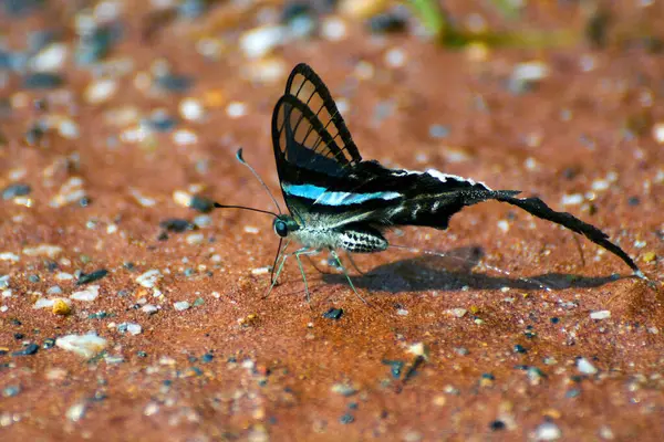 Schöne Bunte Schmetterlinge Der Natur — Stockfoto