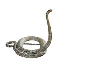 Beyaz arka planda Kral Kobra.