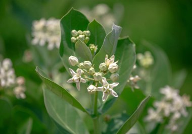 Bahçedeki Crown Flower (Calotropis gigantea). 