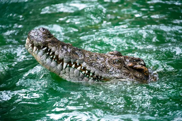 Freshwater Crocodiles Swamps — Stock Photo, Image