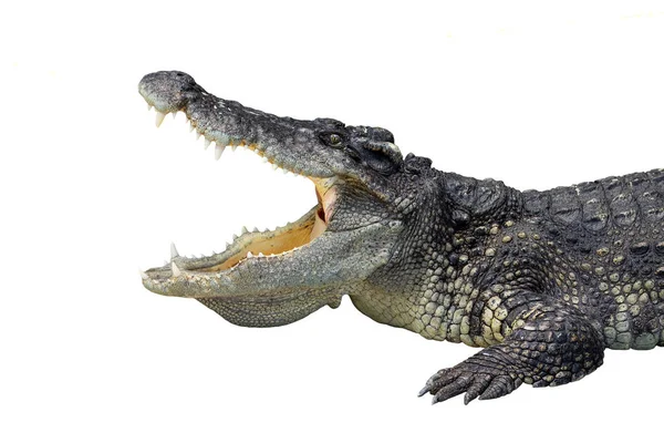 Пресноводный Крокодил Открывается Белом Фоне — стоковое фото