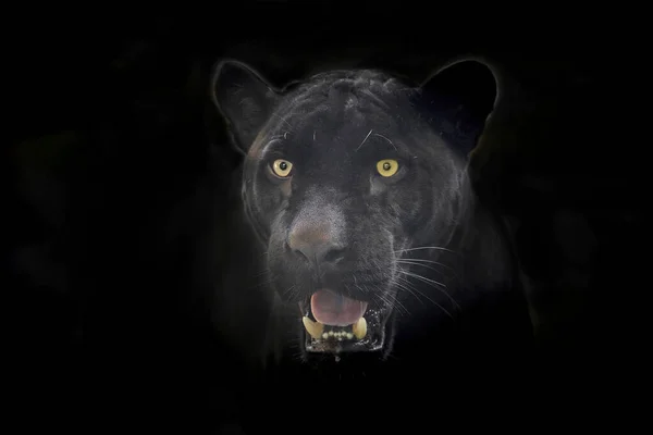 Black Jaguar face on a black background.