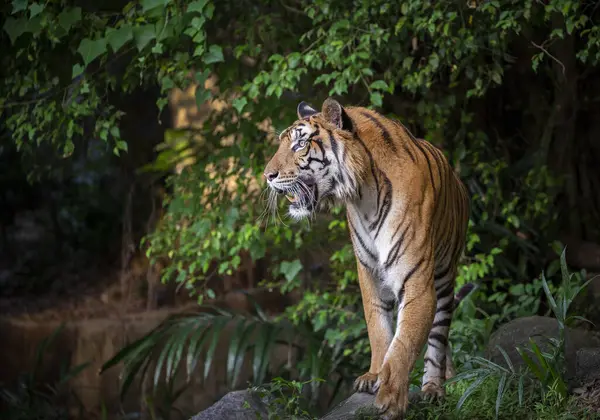 Tigre Indochinês Está Descansando Floresta — Fotografia de Stock